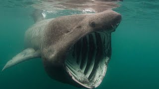 Basking Shark  The Gentle Giant In Our Oceans  Documentary EnglishHD [upl. by Icken]