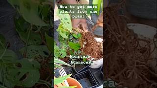 How to Propagate Monstera Adansonii Step by Step [upl. by Jamnis]