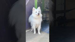 Indian spitz dog barking 😡  Indian spitz dog agressive  Indian spitz puppy barking  rio [upl. by Anstice507]