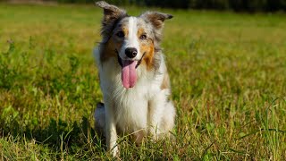 Border Collie vs Australian Cattle Dog Herding Abilities [upl. by Baerman]