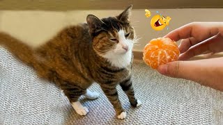 😂 LAUGH NonStop With These Funny Cats 😹  Funniest Cats Expression Video 😇  Funny Cats Life [upl. by Cox851]