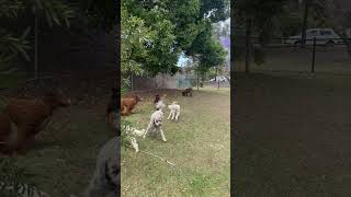 Good dog park socialisation [upl. by Haddad]