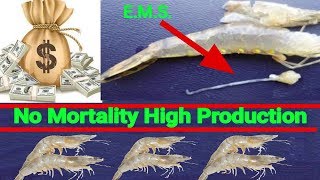 Shrimp Farmer Challenges EMS  No Mortality High Production  Disease Treatment [upl. by Jasen]