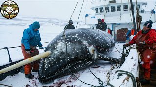 Narwhal Hunting The Truth Causes 1000 Narwhals to Disappear from the Ocean Every Year [upl. by Friedly]