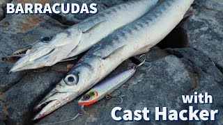 FISHING How to catch BARRACUDAS with a CAST HACKER How and where they hunt and how they strike [upl. by Nyrak]