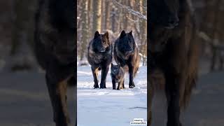 Majestic Snow Black Wolves Walking with Adorable Baby Wolves in Winter Wonderland  Rare Wildlife [upl. by Gottuard]