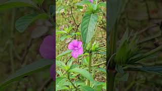 Barleria cristata  Traditional favorite of Desi Gardens [upl. by Weisbrodt]