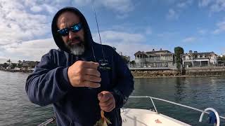 Fishing San Diego bay Spotties halibut 061424 Hookup Baits Damiki Backdrop [upl. by Breeze988]