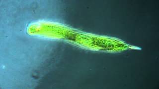 Euglena oxyura protiste vert [upl. by Ayra]