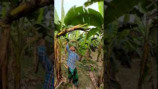 Funny banana part 19 shorts viral bananna satisfying farming shortvedios bananacutting [upl. by Onaimad984]