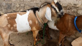 Amazing Young Anglo Nubian Goat really Fantastic Quality [upl. by Onaireves]