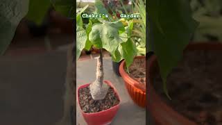 Sterculia Colorata Bonsai Caudex Plant from My 🌵 Collection [upl. by Aruol734]