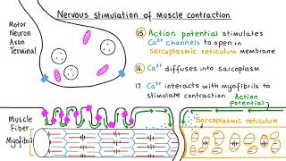 How Muscles Actually Work  The Science Behind Muscle Contraction [upl. by Dremann]