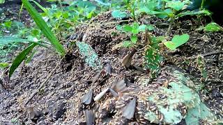 Flying Termites Coming Out From Underground After Rain [upl. by Peony]