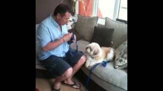 Alfie the Lhasa Apso wants to go for a walk [upl. by Lynnworth894]