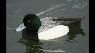 Scaup Duck Sound [upl. by Vitkun]