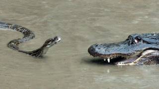 Python vs Alligator 01  Real Fight  Python attacks Alligator [upl. by Normandy]