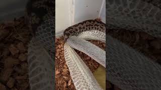 Spotted python shedding [upl. by Kerianne]