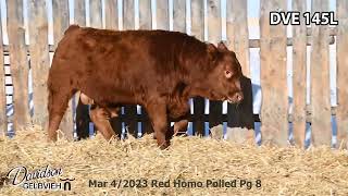 Davidson Gelbvieh Bull Lot DVE 145L sells Friday March 1 2024 [upl. by Spevek54]