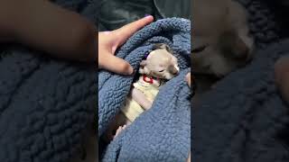 Sphynx Kittens so cute 21 shorts [upl. by Shirah]