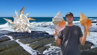 Finding seashells after 2 weeks of storms Bonnet seashell jackpot at the beach  How to find shells [upl. by Layne322]