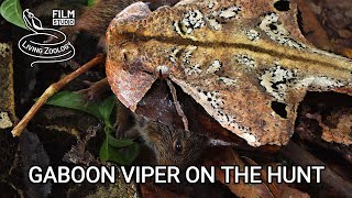 Deadly venomous Gaboon viper Bitis gabonica kills mice in the African rainforest snake hunt [upl. by Akemed]