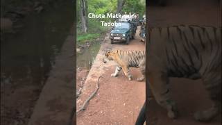 Chota matkasur bold walk  Tadoba Andhari Tiger Reserve  Navegaon Ramdegi buffer zone tadoba [upl. by Rosy97]