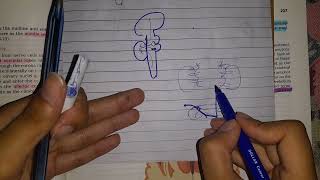 Cerebellar afferent fibers Anatomy of cerebellum  Snell Neuroanatomy [upl. by Ahsilahs]