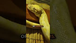 The DIFFERENCES Between Legless Lizards and Snakes [upl. by Chaffee]