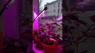 LED osvětlení pro rostliny shorts garden gardening plants [upl. by Velma172]