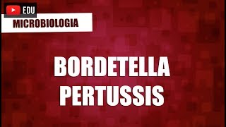 Bordetella Pertussis  Microbiologia [upl. by Cohleen]