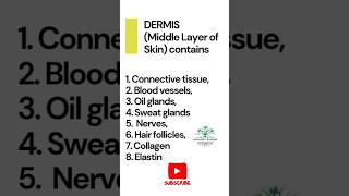 Dermis  The middle layer of skin contains different structures  Dermatology Epidermal system [upl. by Moyra]