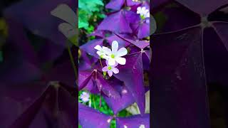 Oxalis🌸plants youtubeshorts flowerslove fypシ゚viral viralshorts [upl. by Terrene]