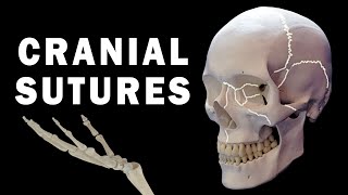 CRANIAL SUTURES ANATOMY [upl. by Anoblav]