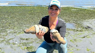 Digging for Geoduck in Pacific Northwest [upl. by Ebneter138]