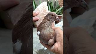 Pet house mai aaj hamne pets ko upar neeche kr waya kabutar birds minivlog kabootar pet anime [upl. by Kazue]