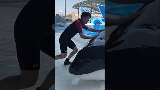 Giant dolphin fish was found inside the swimming pool  shortvideos [upl. by Ddet856]