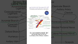 Acromial branch of thoracoacromial artery shorts anatomy [upl. by Lesly544]