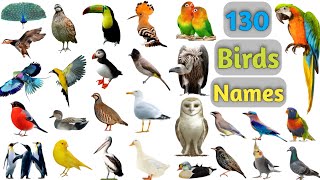 Birds Vocabulary ll 130 Birds Name In English With Pictures ll Birds Pictures [upl. by Cirda]