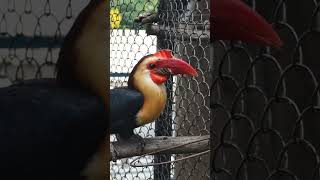 Helmeted Hornbill The Rare RedCrowned Bird of Southeast Asia Facing Extinction [upl. by Sosna]