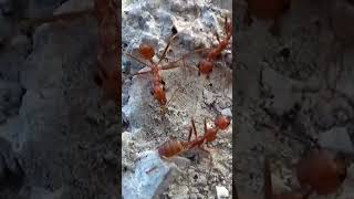 Weaver Ants shorts insects [upl. by Lasiaf222]