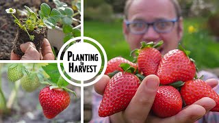 How to Grow Strawberries from Planting to Harvest 🍓🍓🍓🍓🍓 [upl. by Irneh]