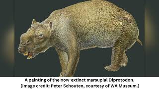 Ancient skeletons of largestever marsupial unearthed in Australia [upl. by Notgnilra]