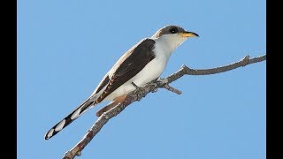 Bird ID Yellow Billed Cuckoo [upl. by Garv]