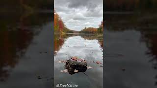 Fall Foliage in Quebec Canada [upl. by Eeb]