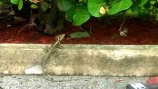 Basilisk Lizards  quotJesus Lizardquot  Encountered in Miami Florida [upl. by Federico822]