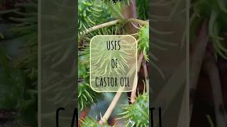 Castor oil  Uses of castor oil  Pharmacognosy  Biology  biology castoroil pharmacognosy bio [upl. by Aitsirk]