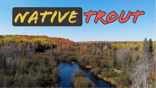 The Most BEAUTIFUL fish in Michigan  Chasing HUGE Brook Trout  Upper Peninsula Michigan [upl. by Eusadnilem245]