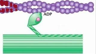 Myosin is Thick Actin is Thin [upl. by Eward18]