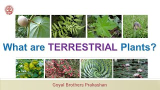 What are Terrestrial plants [upl. by Gillette171]